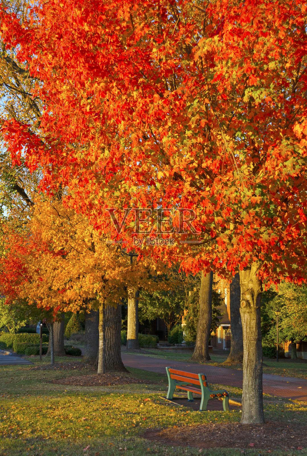 秋天的公园场景照片摄影图片