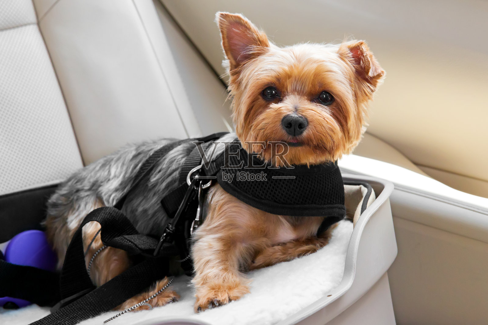 可爱的狗安全在汽车座椅照片摄影图片