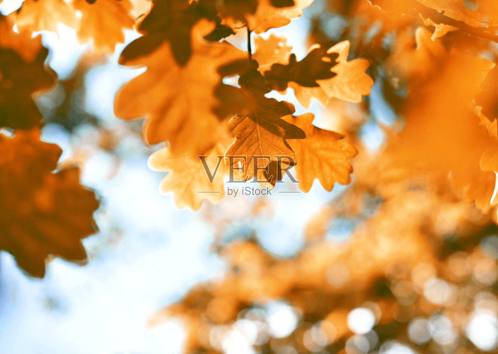 秋天的橡树叶照片摄影图片