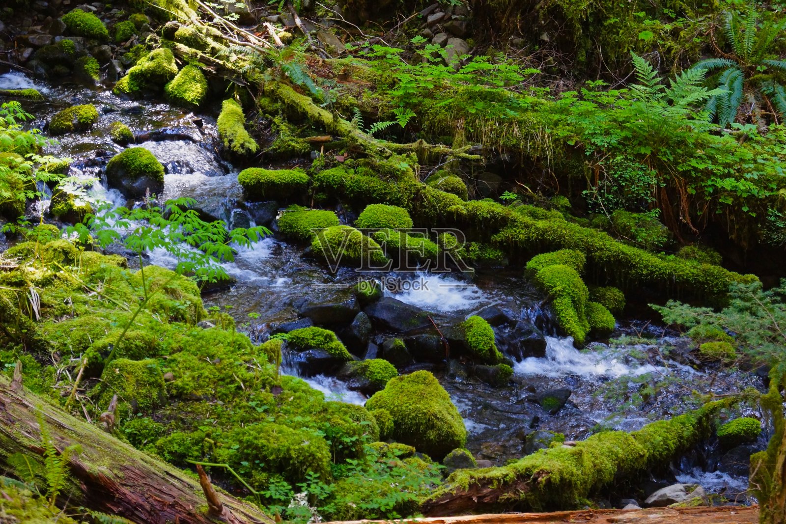 索尔杜克森林苔藓照片摄影图片