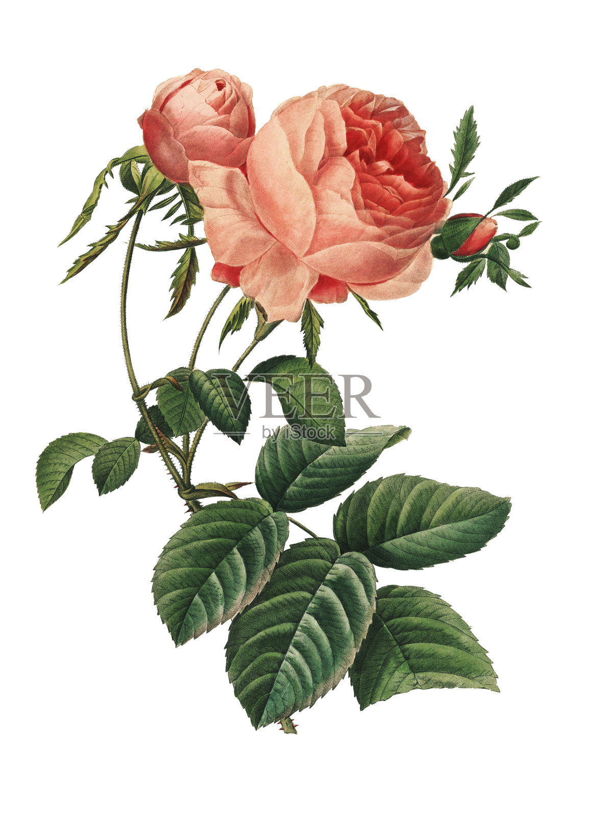 Rosa centifolia | Redoute Flower插图插画图片素材