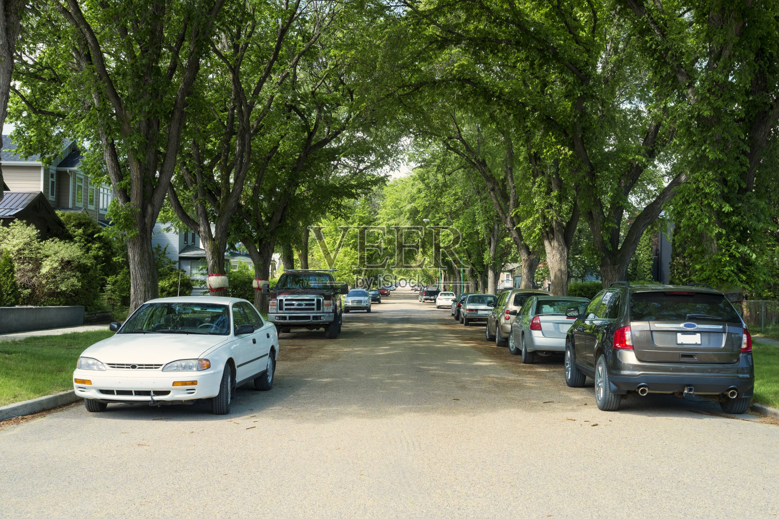 萨斯卡通布埃纳Vista社区的榆树街照片摄影图片