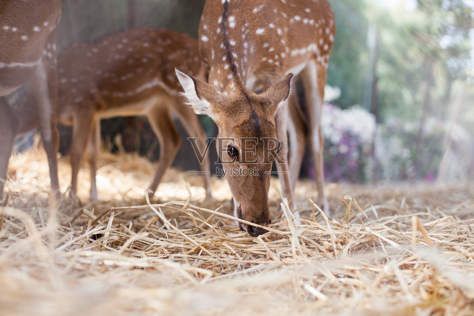 年轻的母鹿吃干草照片摄影图片
