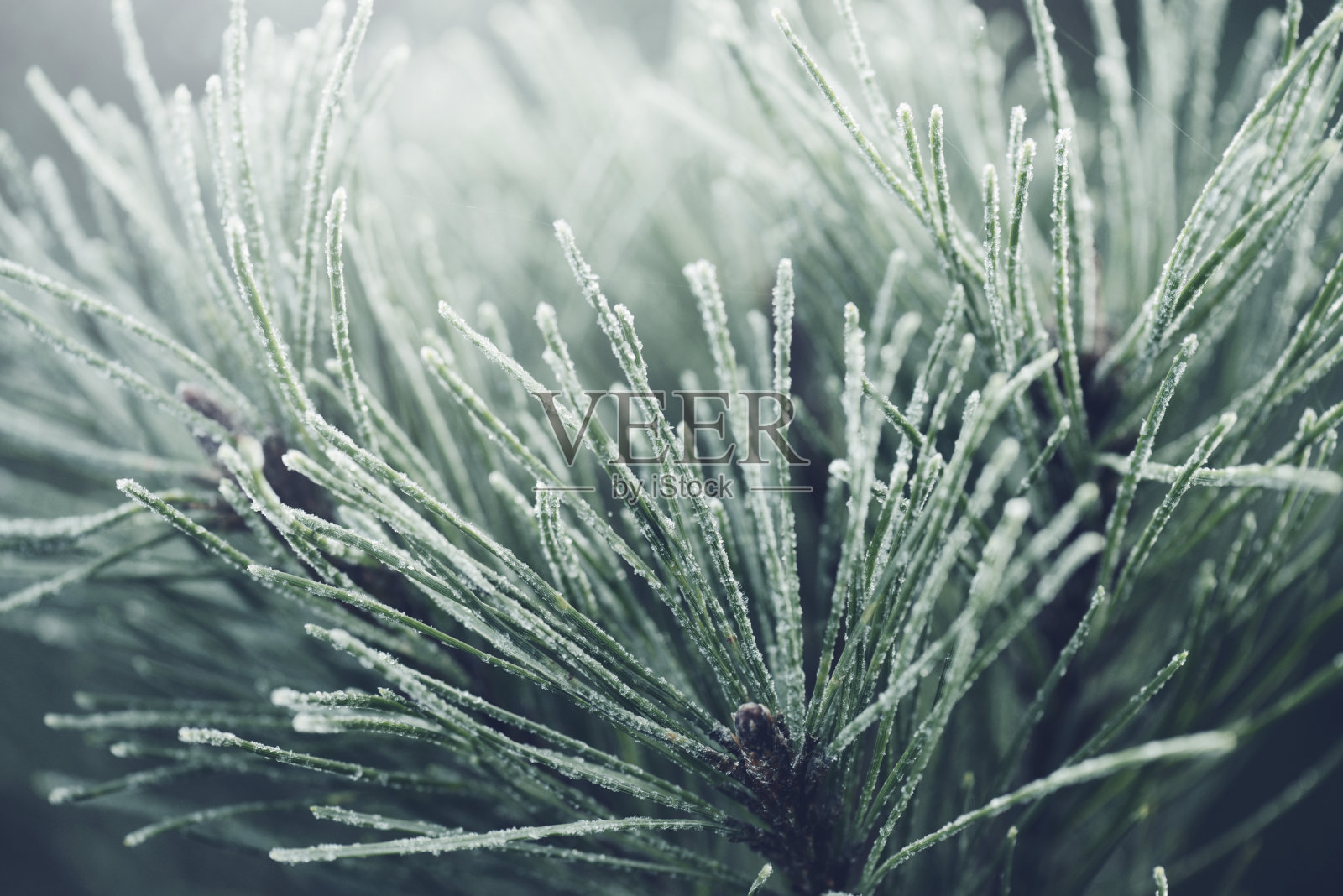 植物的树枝上结霜照片摄影图片