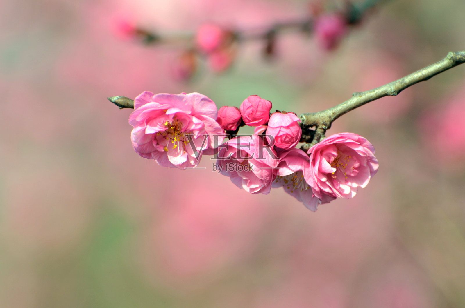 红梅在春天盛开照片摄影图片
