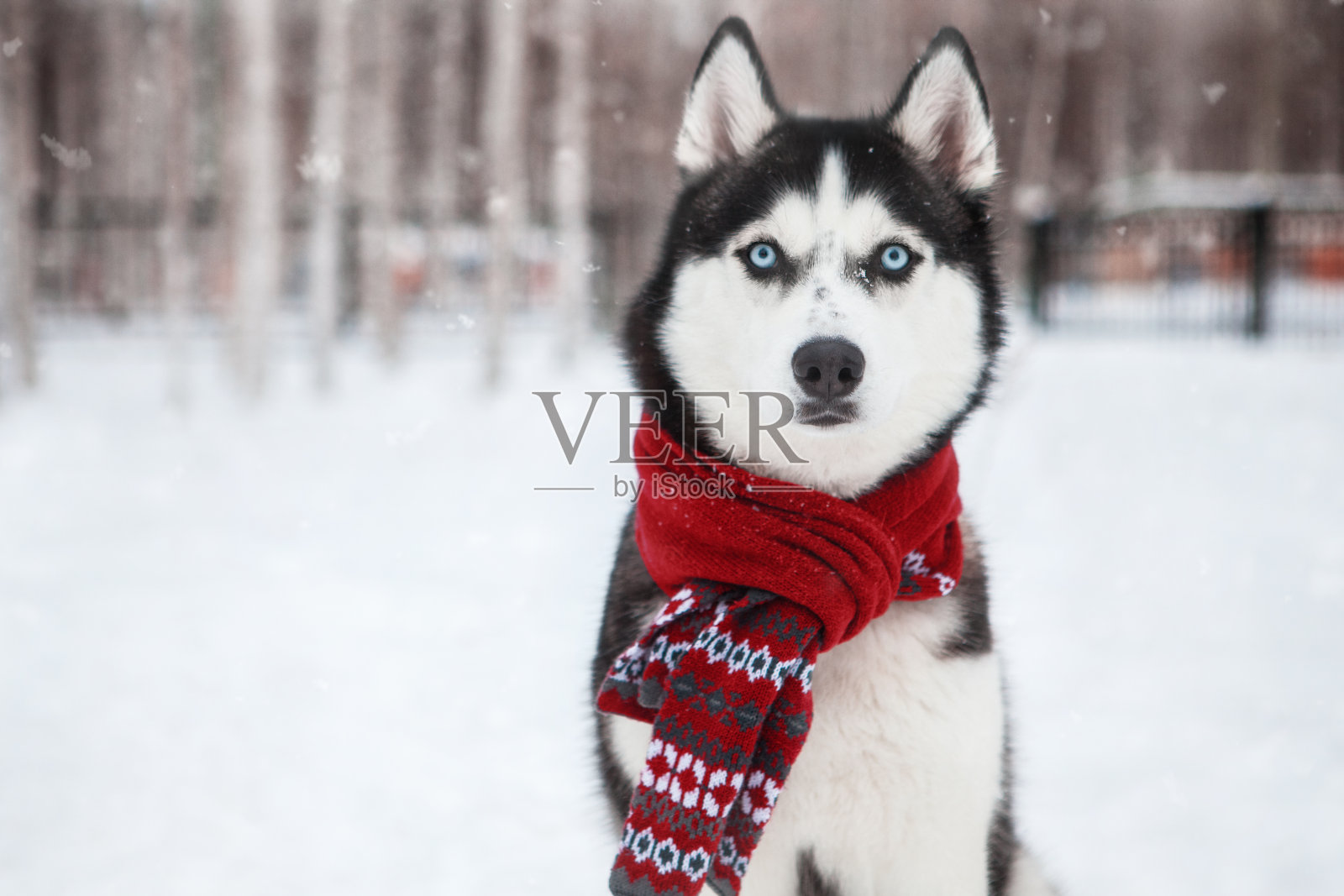 戴着红色围巾的西伯利亚哈士奇犬照片摄影图片