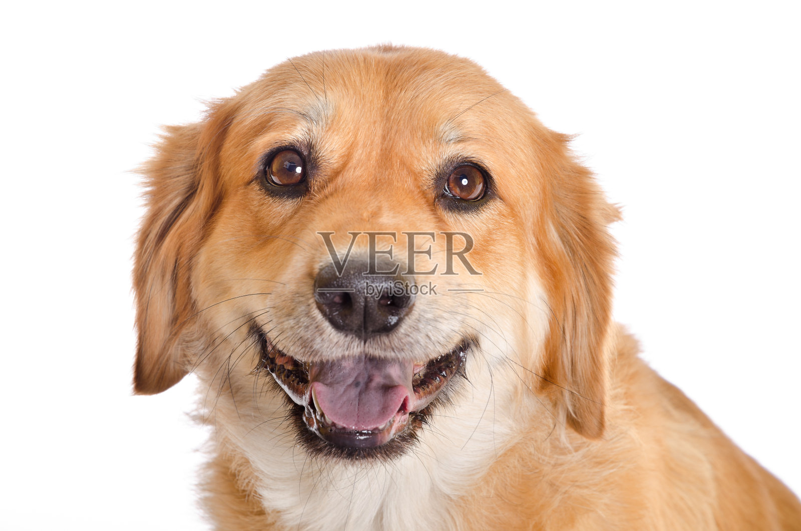 快乐的脸特写金毛猎犬混合狗照片摄影图片