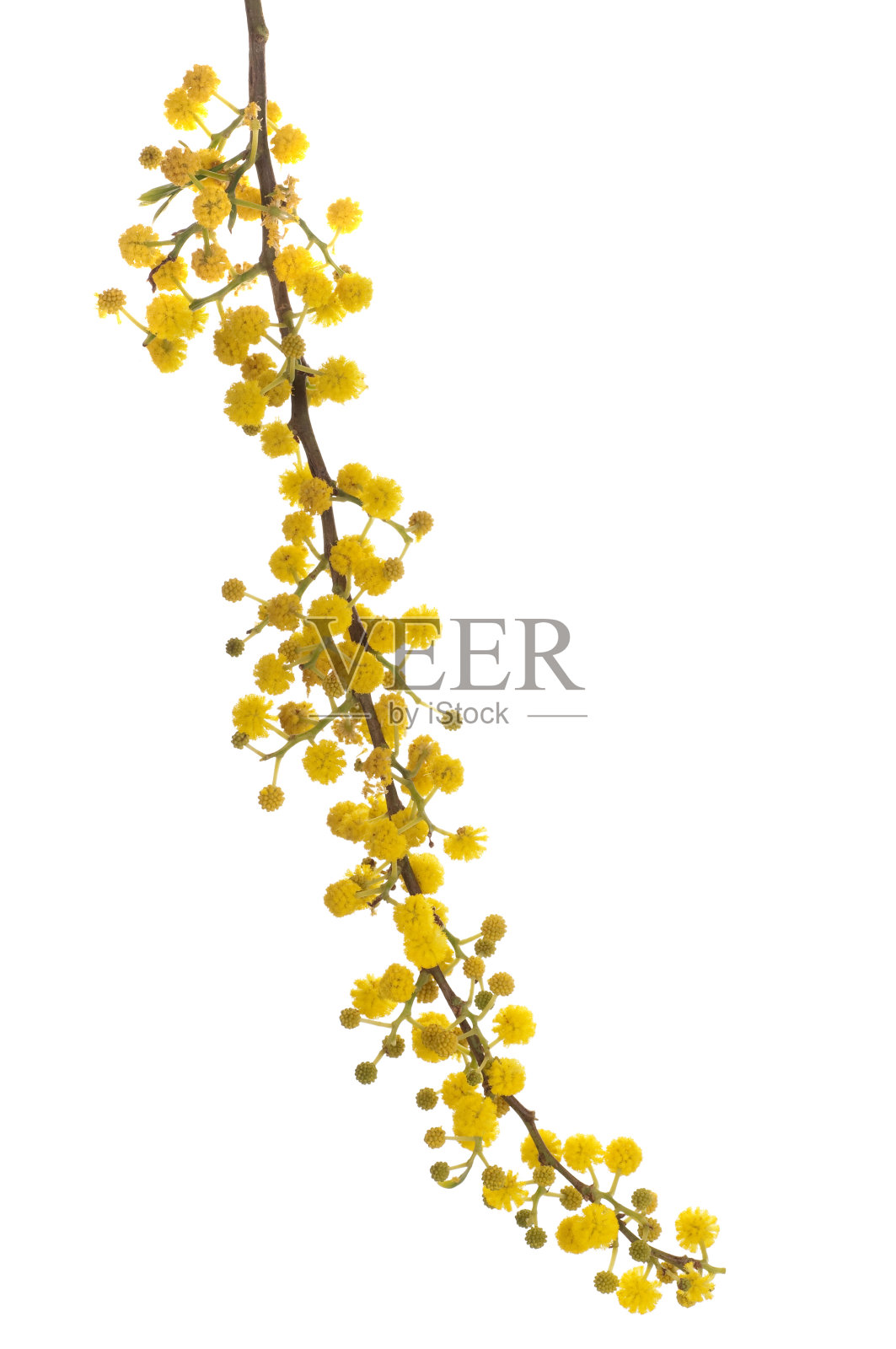 金合欢树的花照片摄影图片