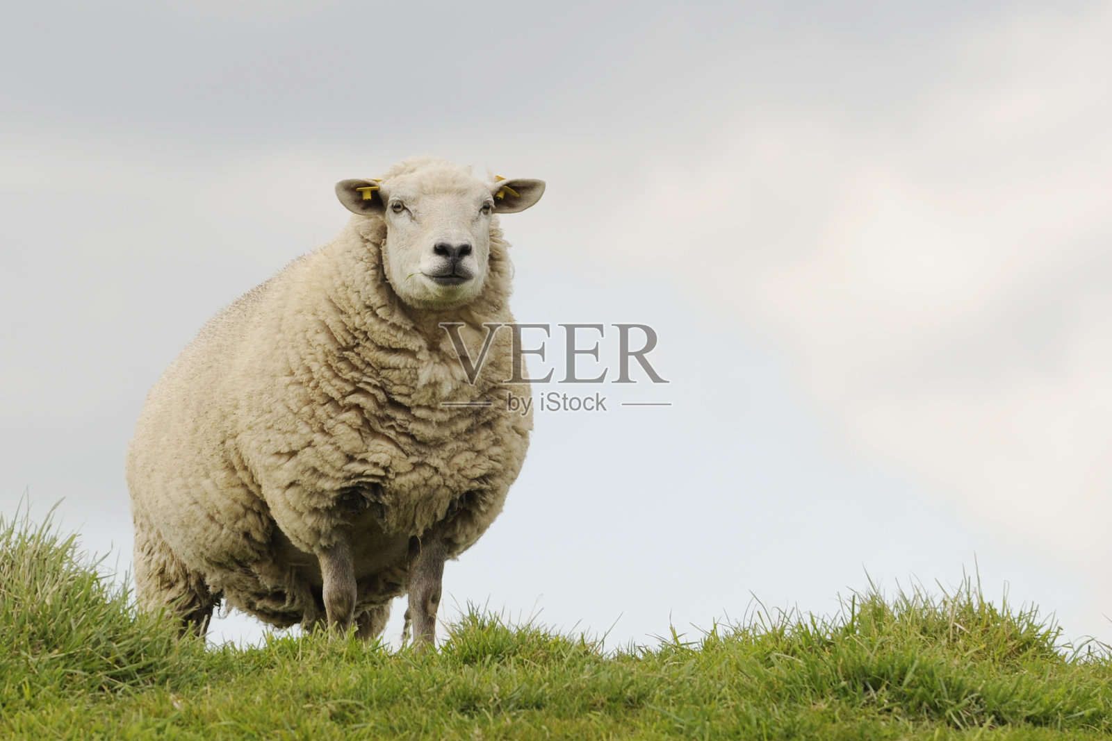 典型的荷兰羊照片摄影图片