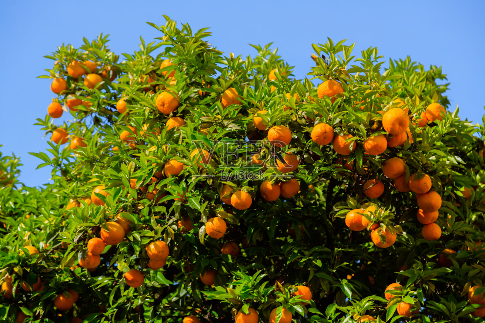 成熟的橘子照片摄影图片