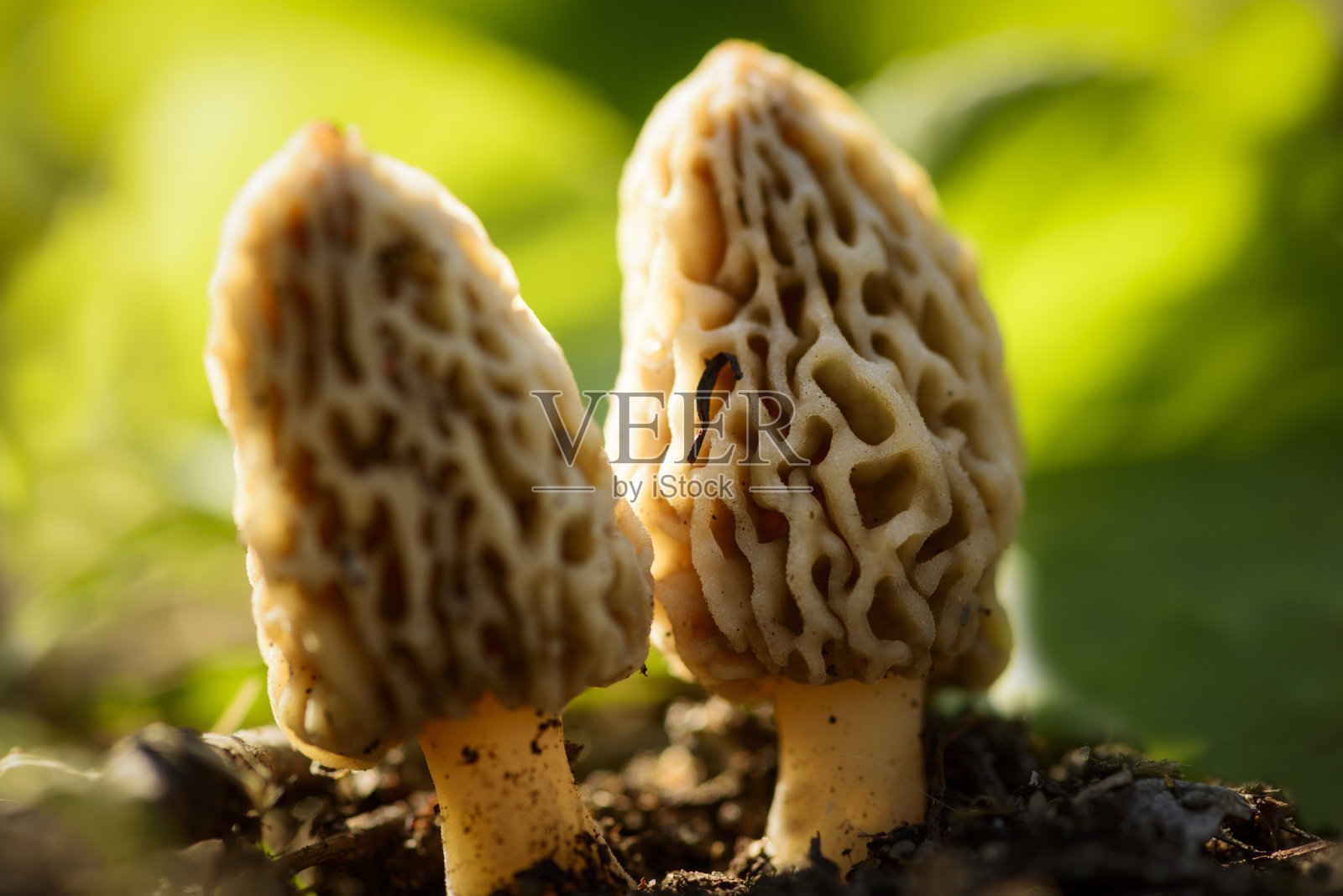 莫雷尔蘑菇照片摄影图片