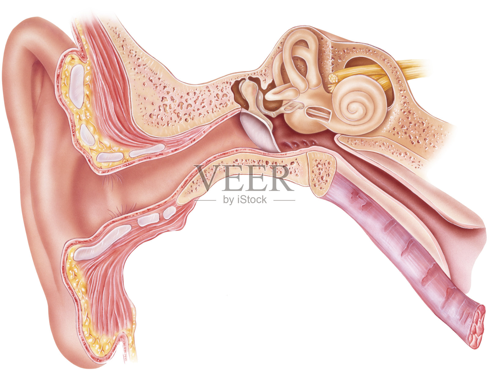 耳朵——解剖学插画图片素材