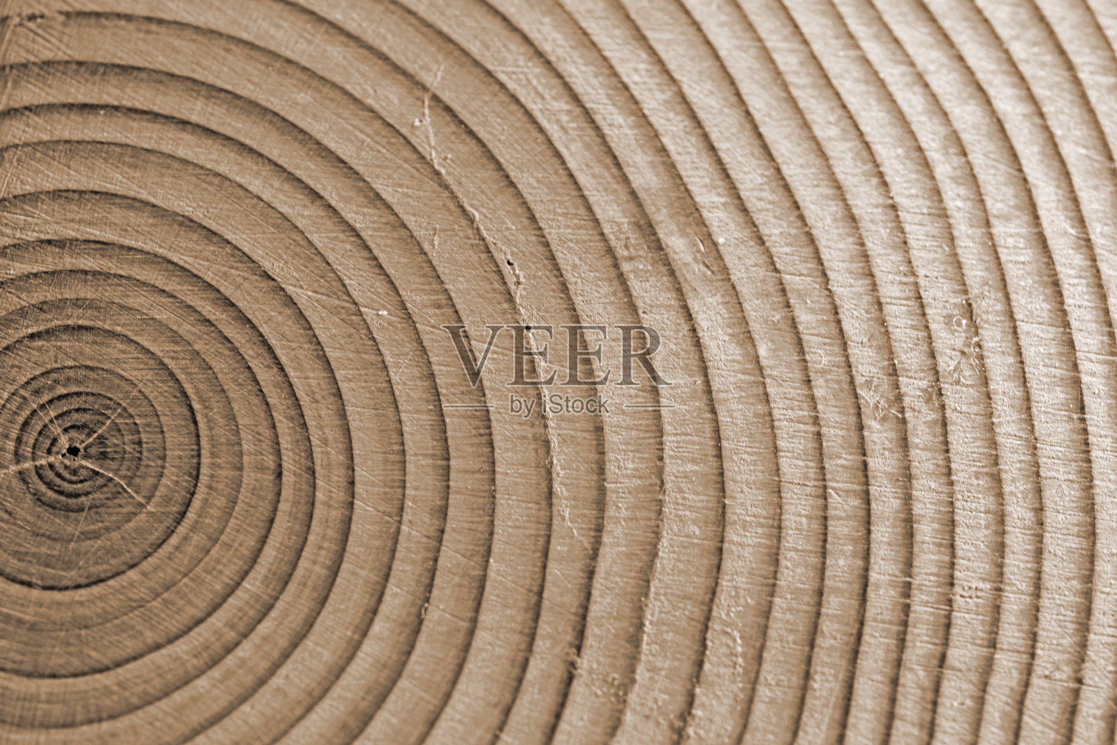 近景的深褐色色调的木材环从一棵针叶树插画图片素材