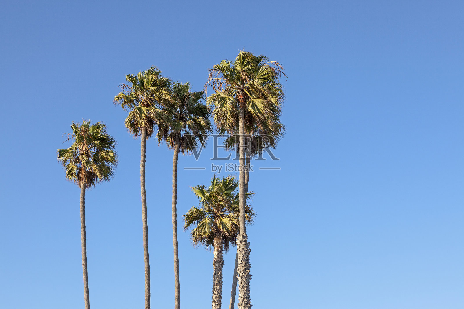 棕榈树，拉斯维加斯照片摄影图片