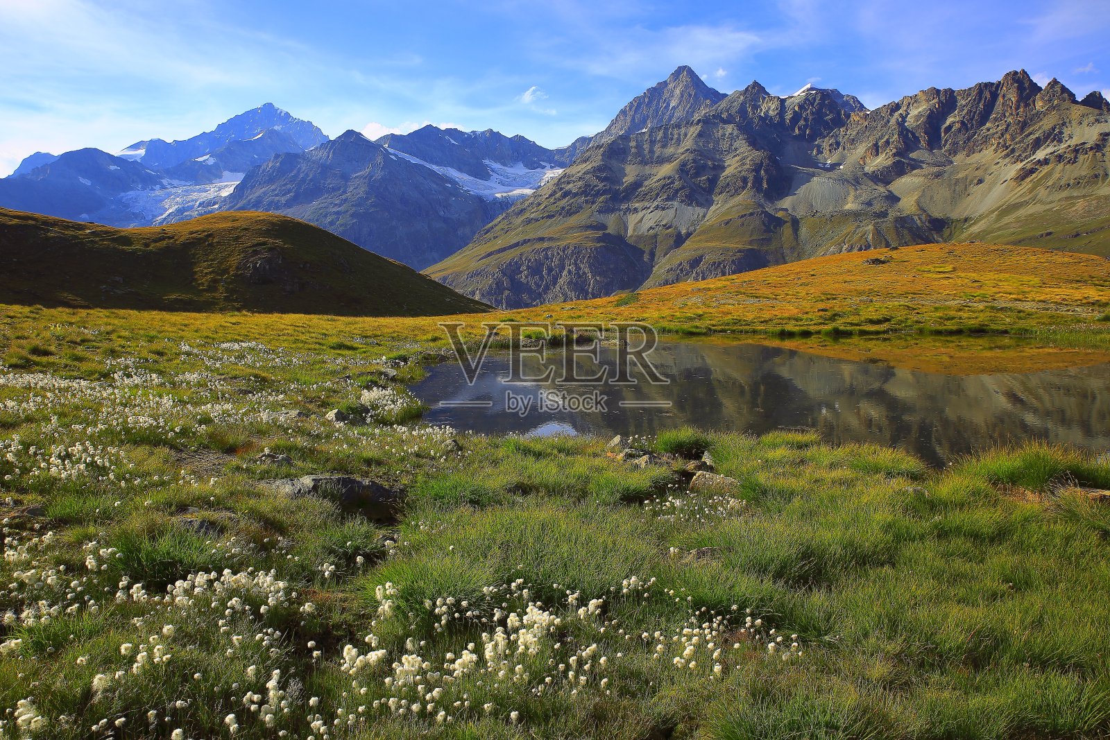 瑞士阿尔卑斯山景观:高山湖泊倒影，棉花野花草甸，泽马特照片摄影图片