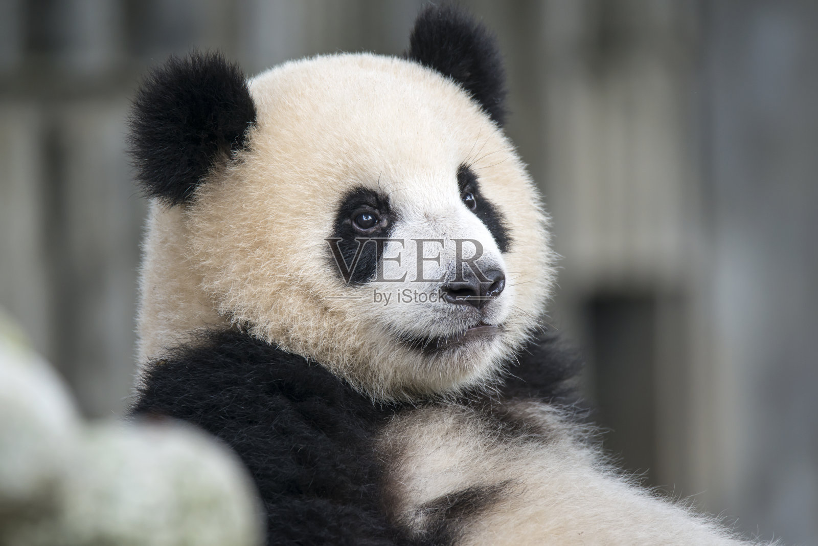大熊猫(Ailuropoda melanoleuca)照片摄影图片