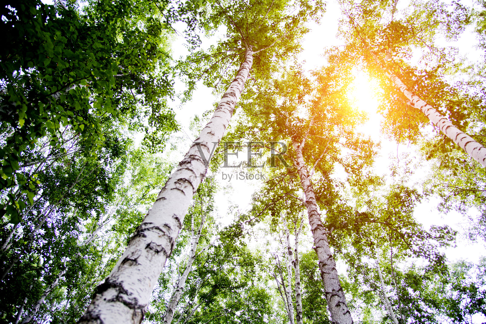 低角度的春天桦树林照片摄影图片