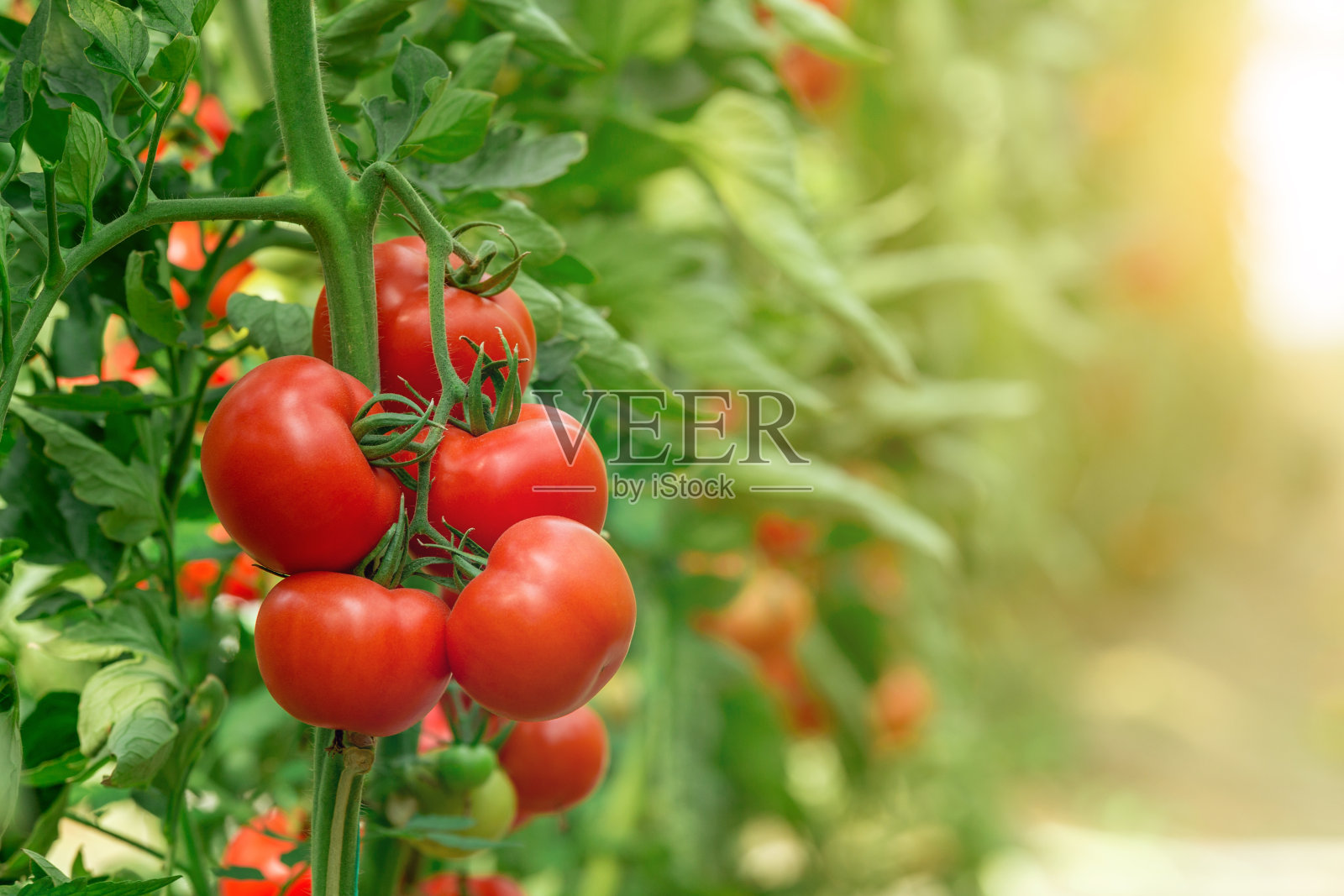 温室中的番茄照片摄影图片