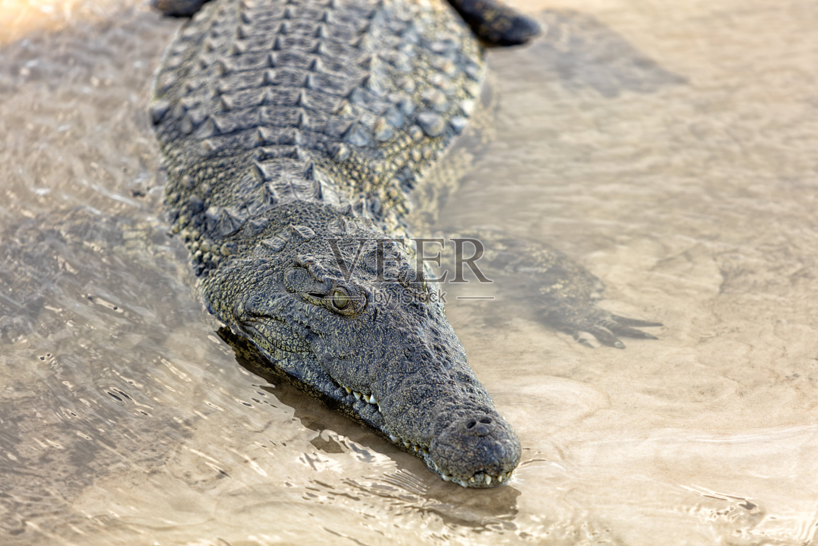 纳米比亚的水中鳄鱼照片摄影图片