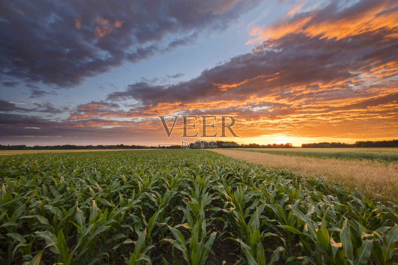 日落时田园诗般的玉米地景色照片摄影图片