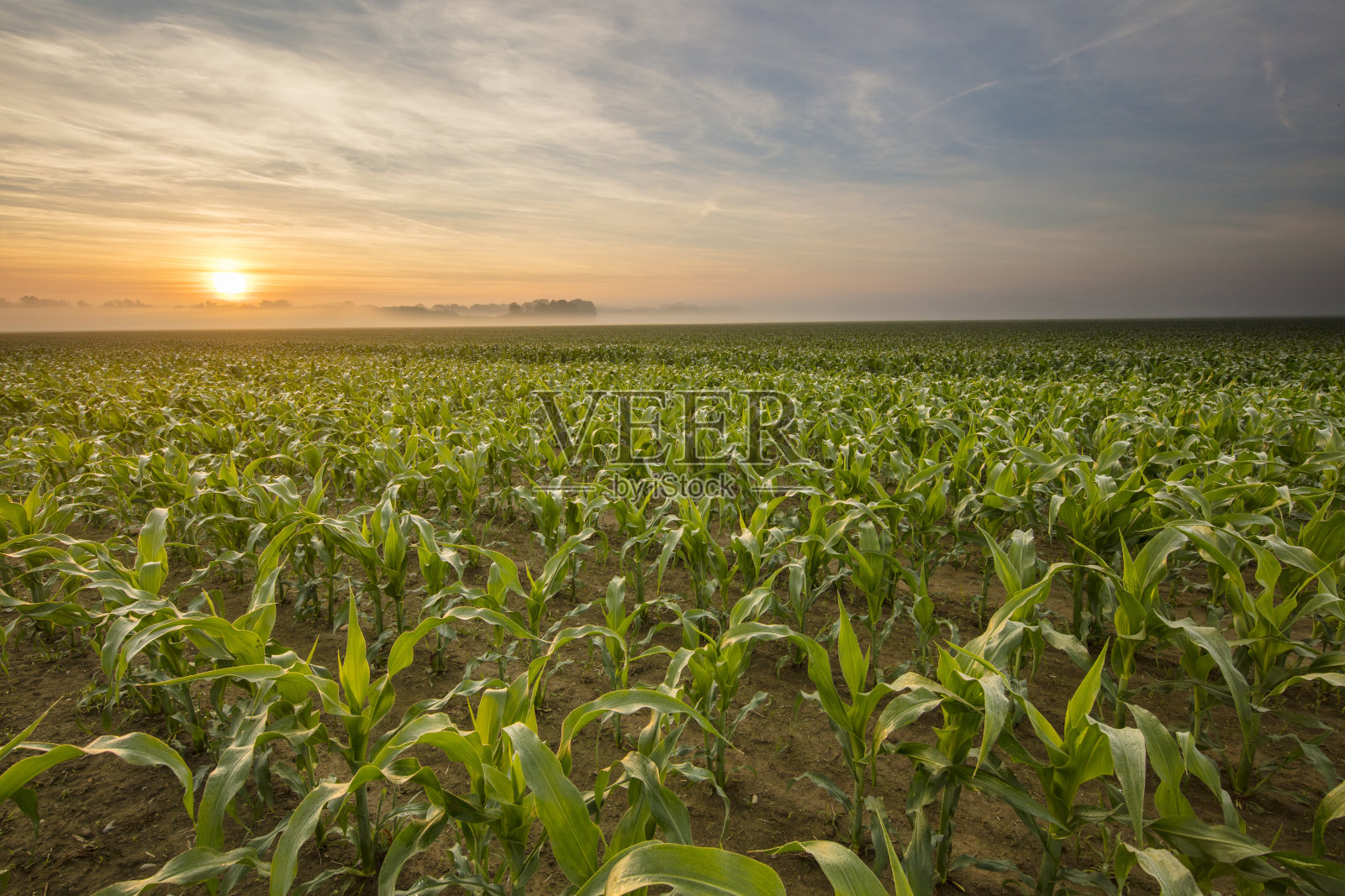 日落时分田野上的玉米植物景观照片摄影图片