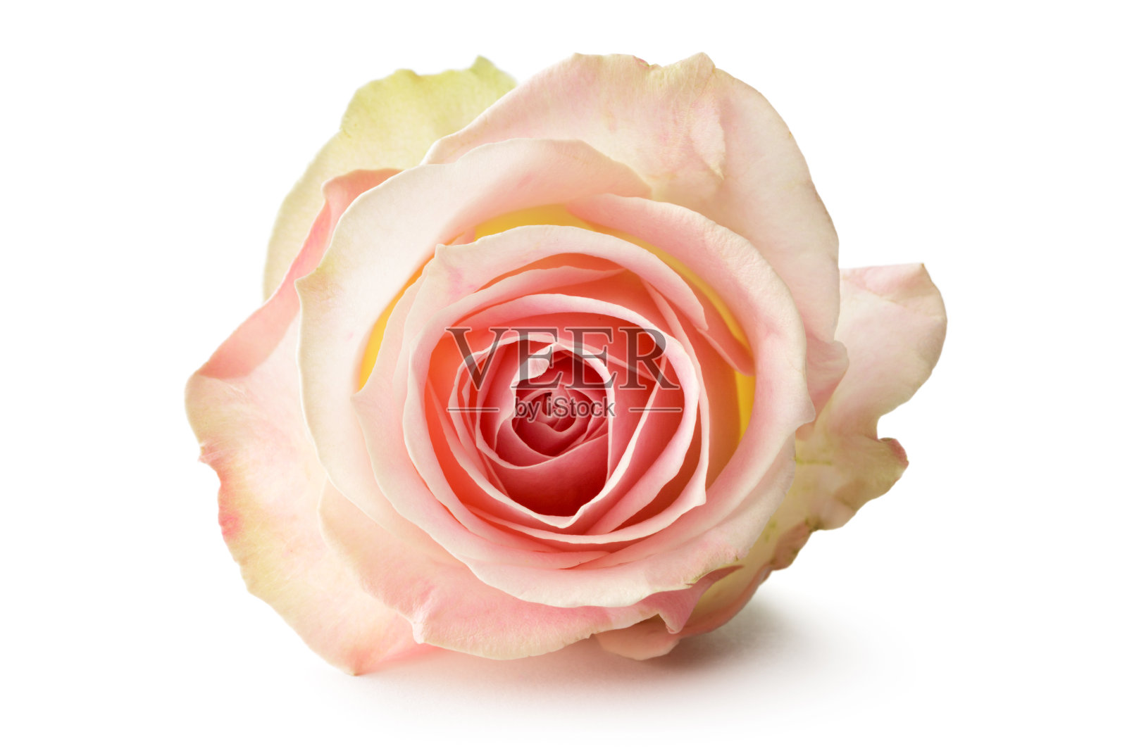 花:孤立在白色背景上的玫瑰照片摄影图片