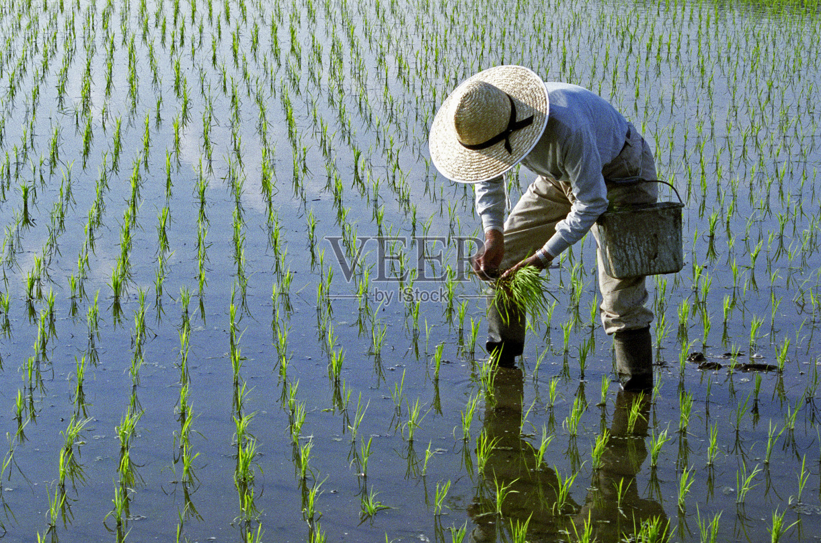水稻种植照片摄影图片