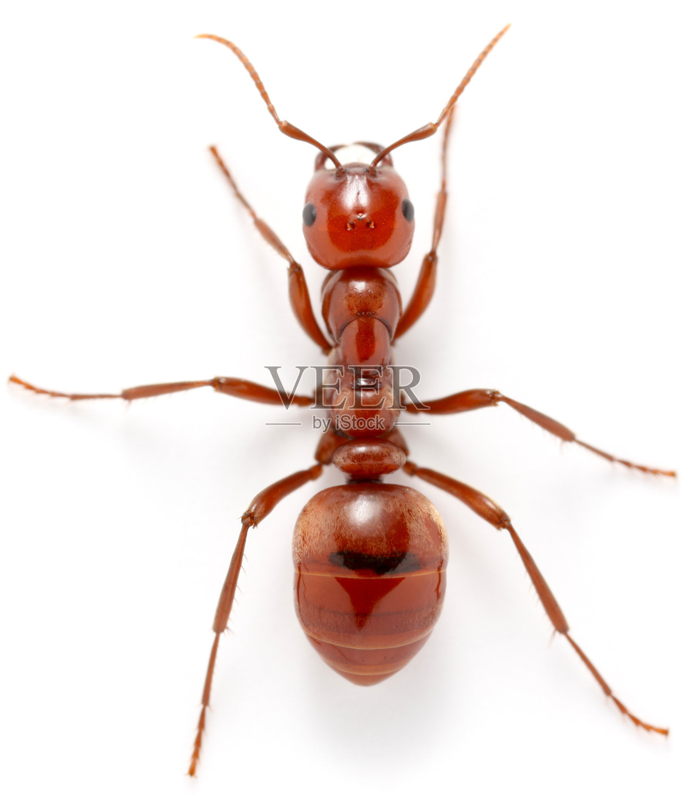 红蚂蚁照片摄影图片