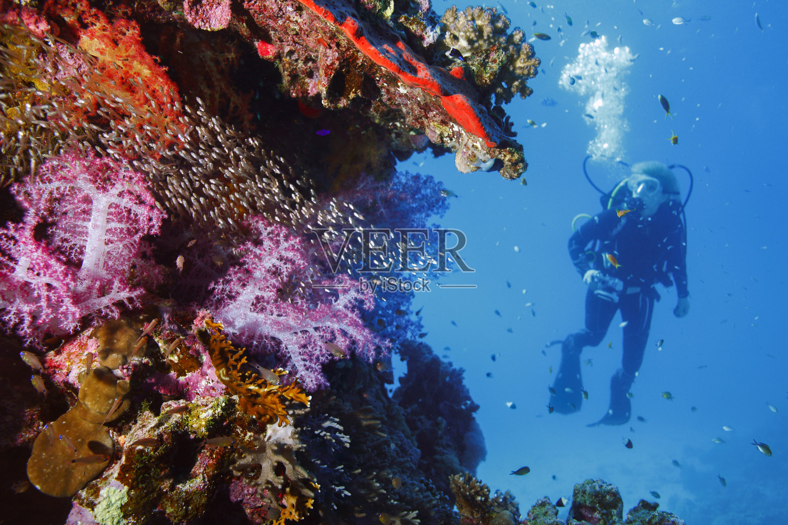 潜水者正在探索和享受珊瑚礁海洋生命运动女性水下摄影师照片摄影图片