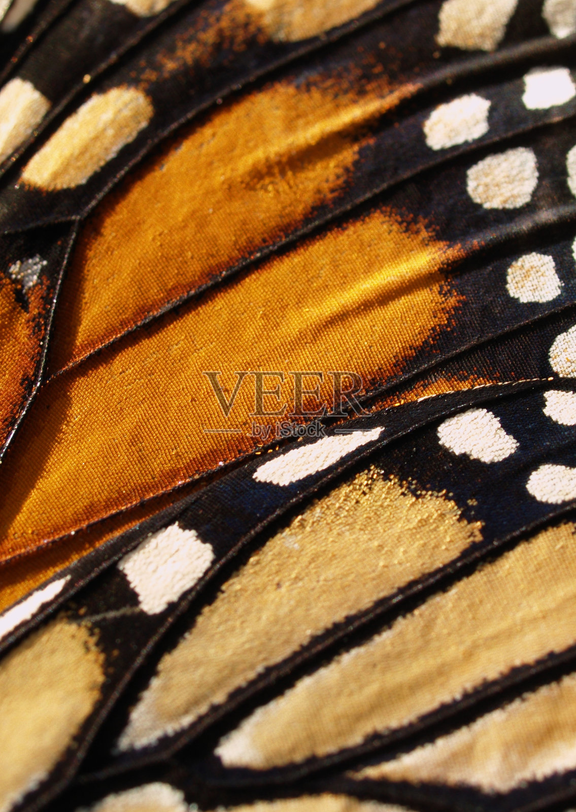 黑脉金斑蝶翼照片摄影图片