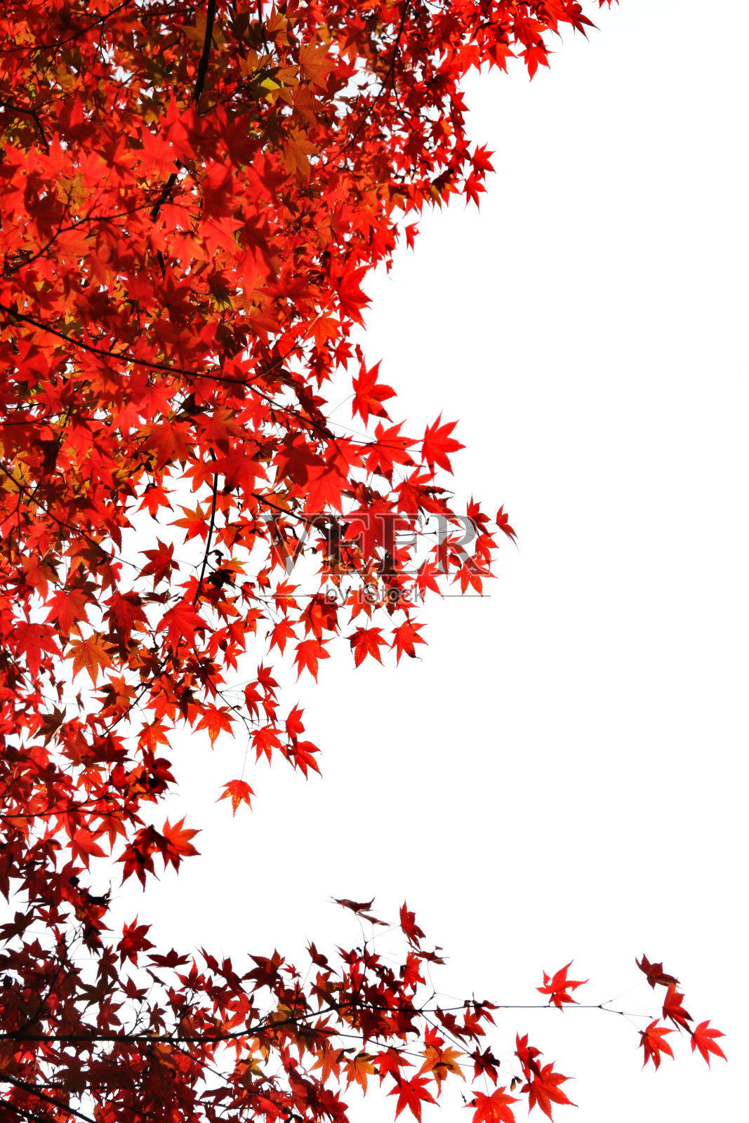 日本红枫叶照片摄影图片