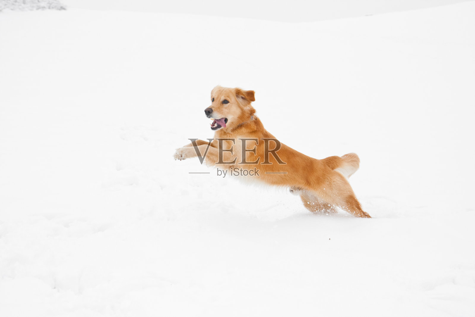 狗在雪中跳跃照片摄影图片