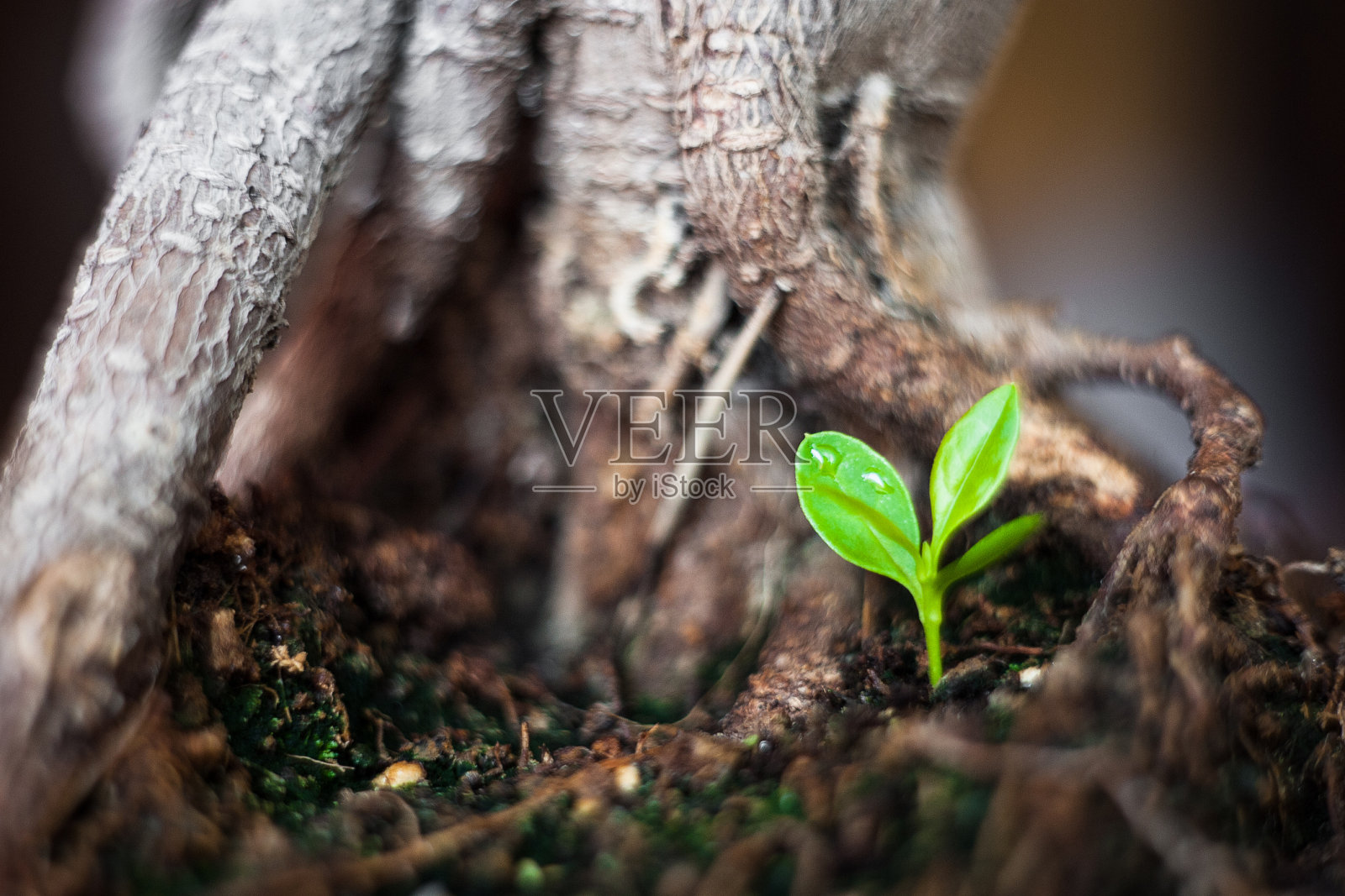 新生命——小树照片摄影图片