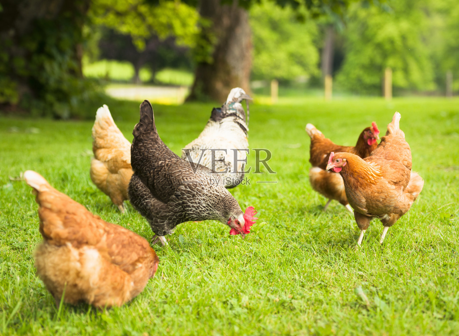 在草甸中采食的散养鸡群照片摄影图片