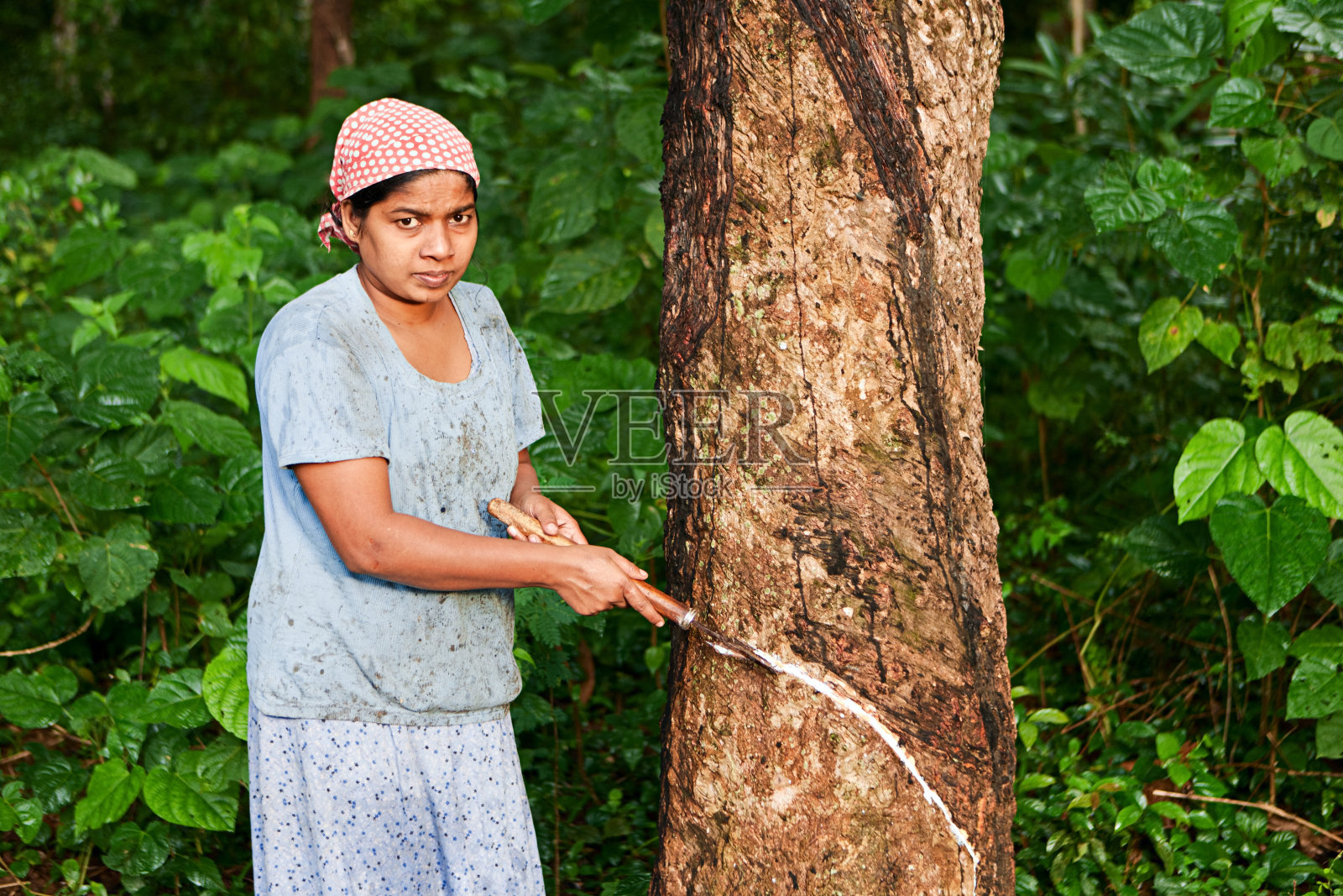 斯里兰卡，一名妇女在橡胶树上收集乳胶照片摄影图片