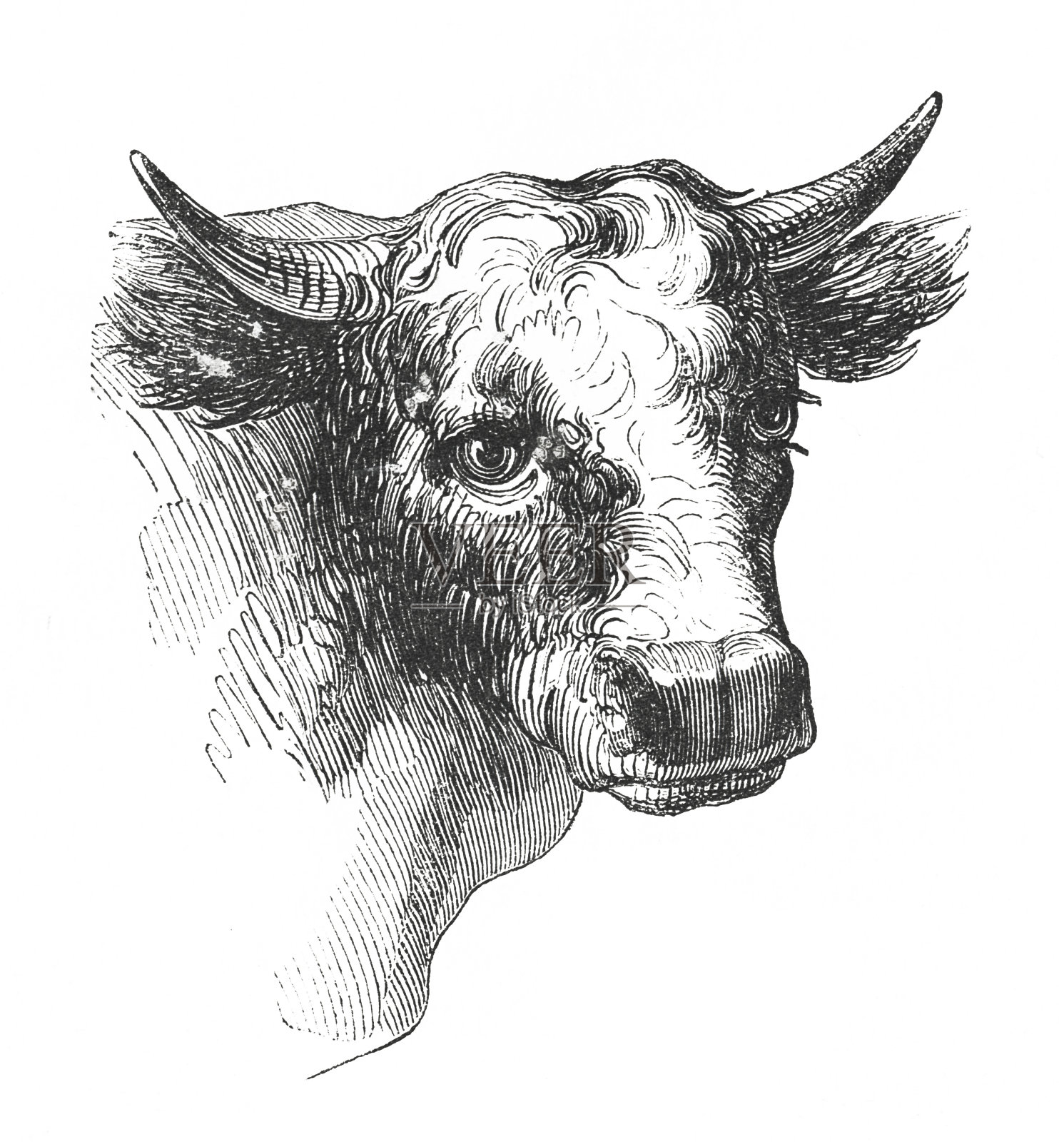 牛头(古董雕刻)设计元素图片