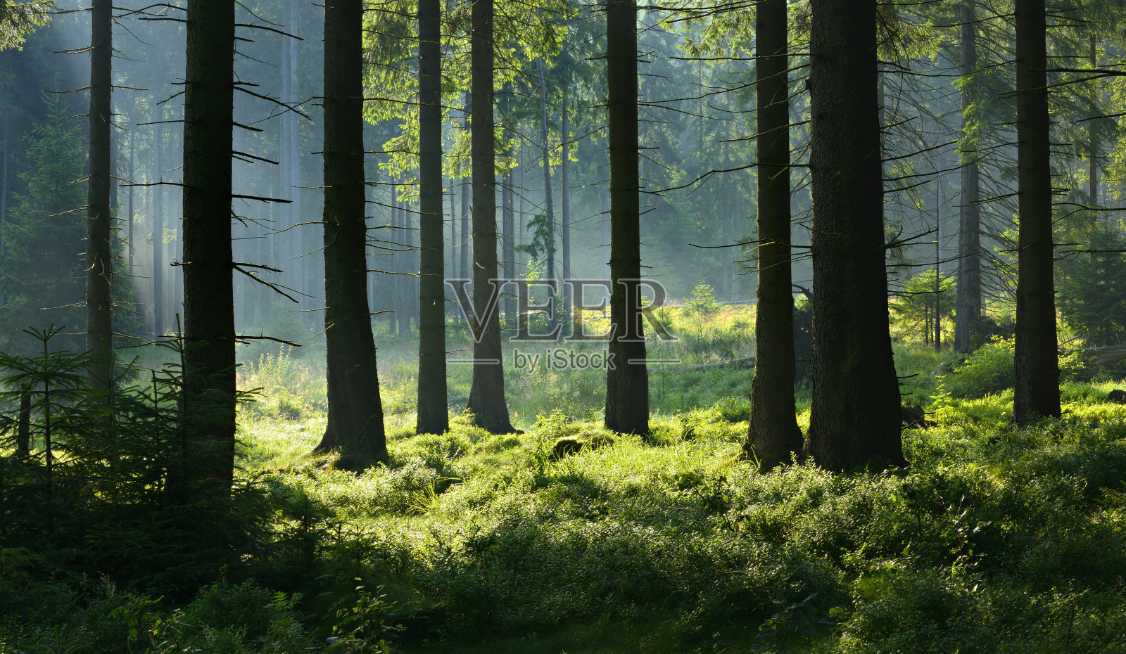 阳光普照的天然云杉森林，从未被人类触及照片摄影图片