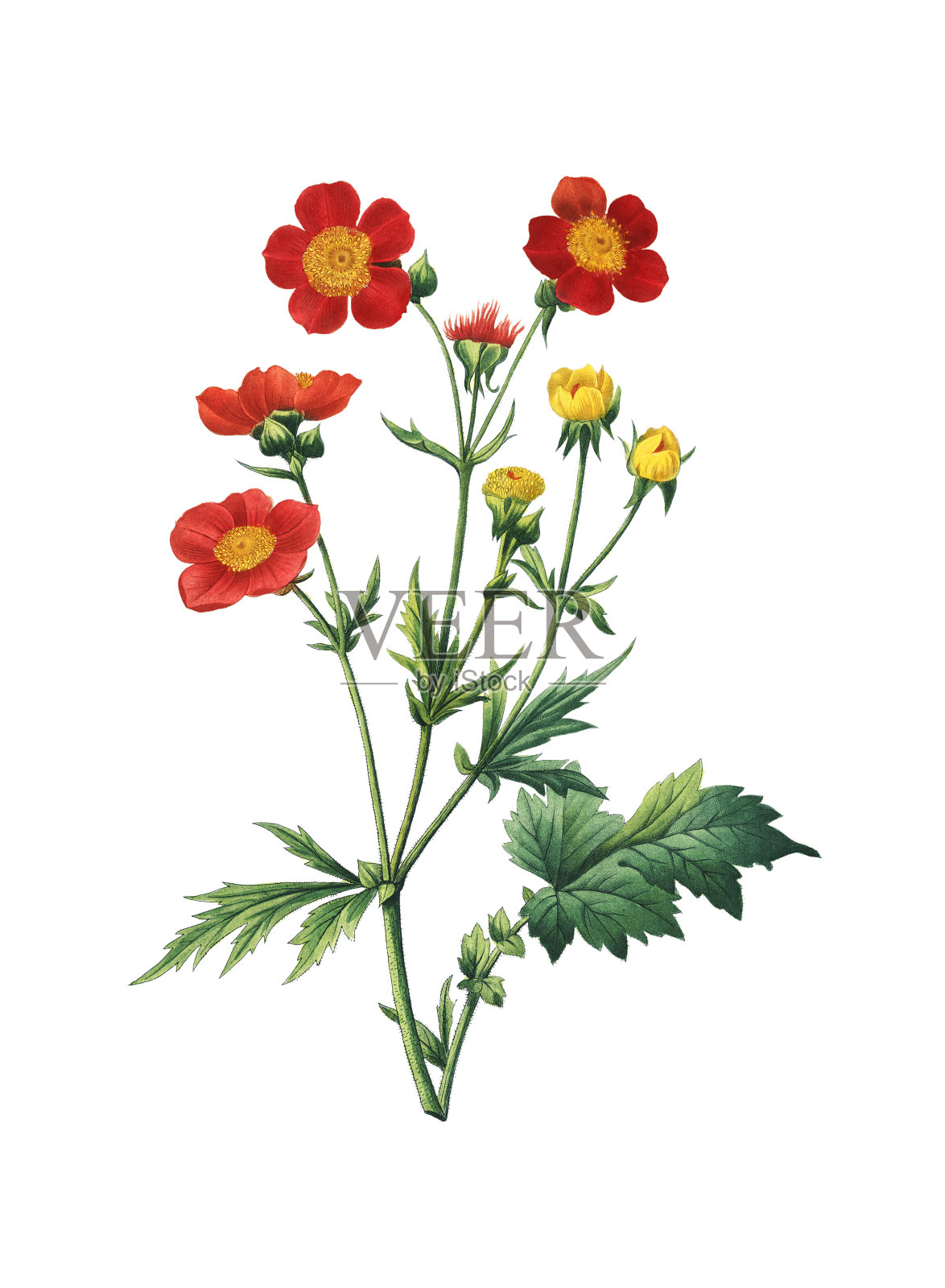 Geum coccineum | Redoute Flower插图插画图片素材
