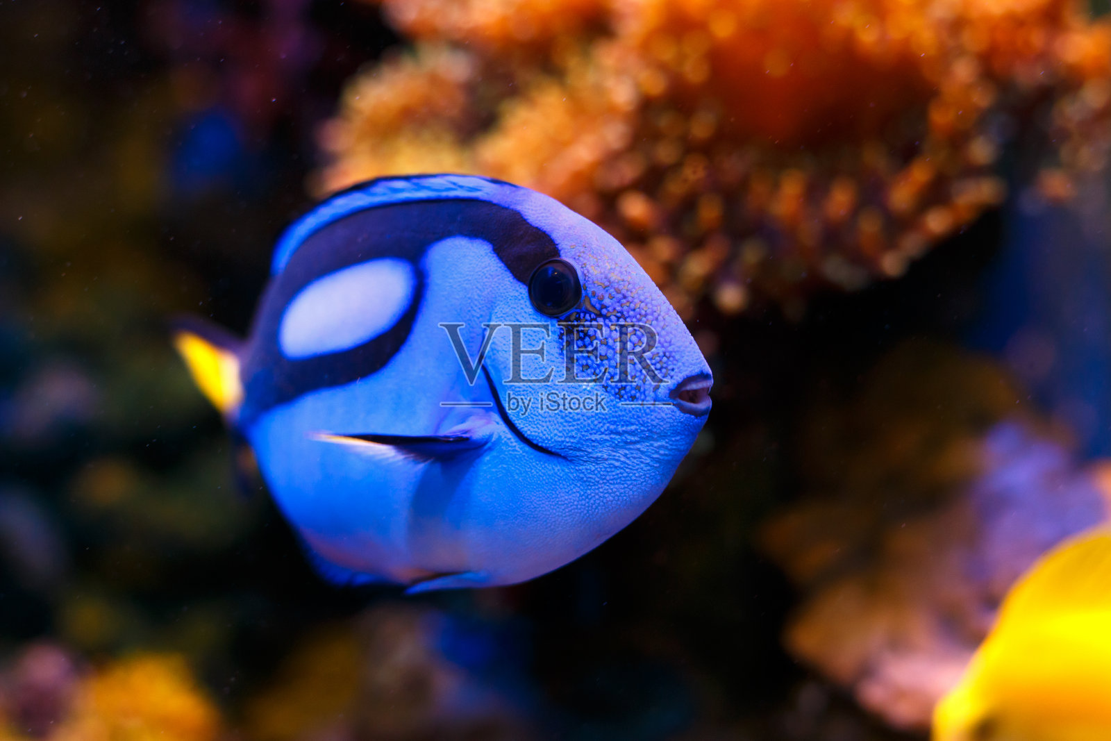 蓝塘鱼热带鱼照片摄影图片