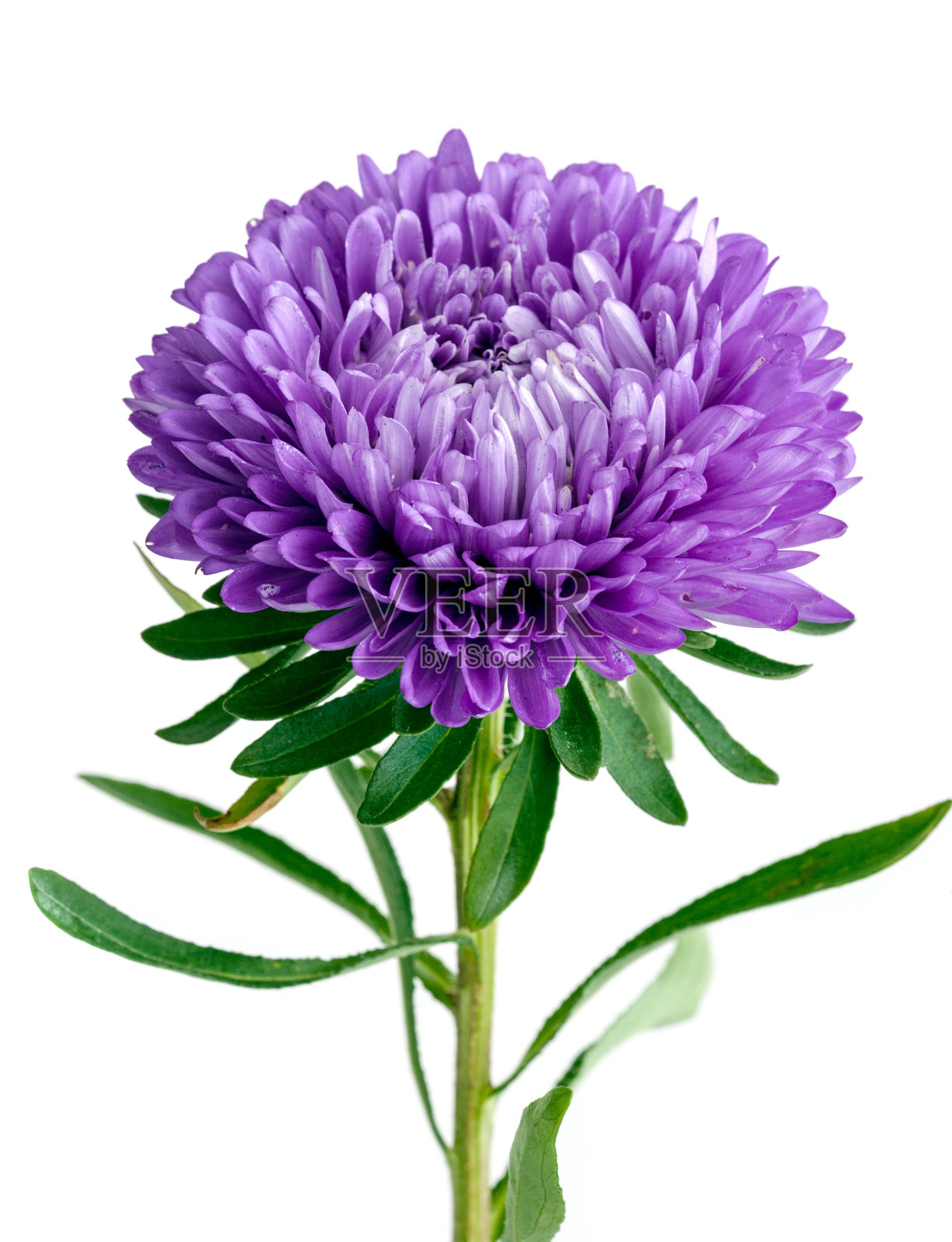 白色背景上的单朵紫色菊花照片摄影图片
