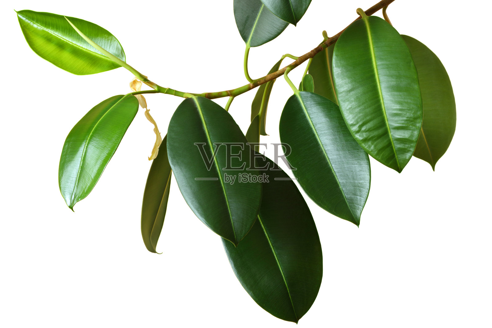 热带榕属植物照片摄影图片