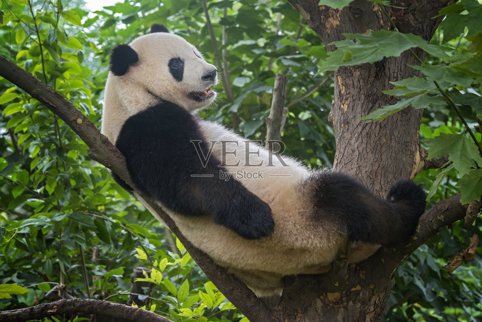 大熊猫(Ailuropoda melanoleuca)坐在树上照片摄影图片