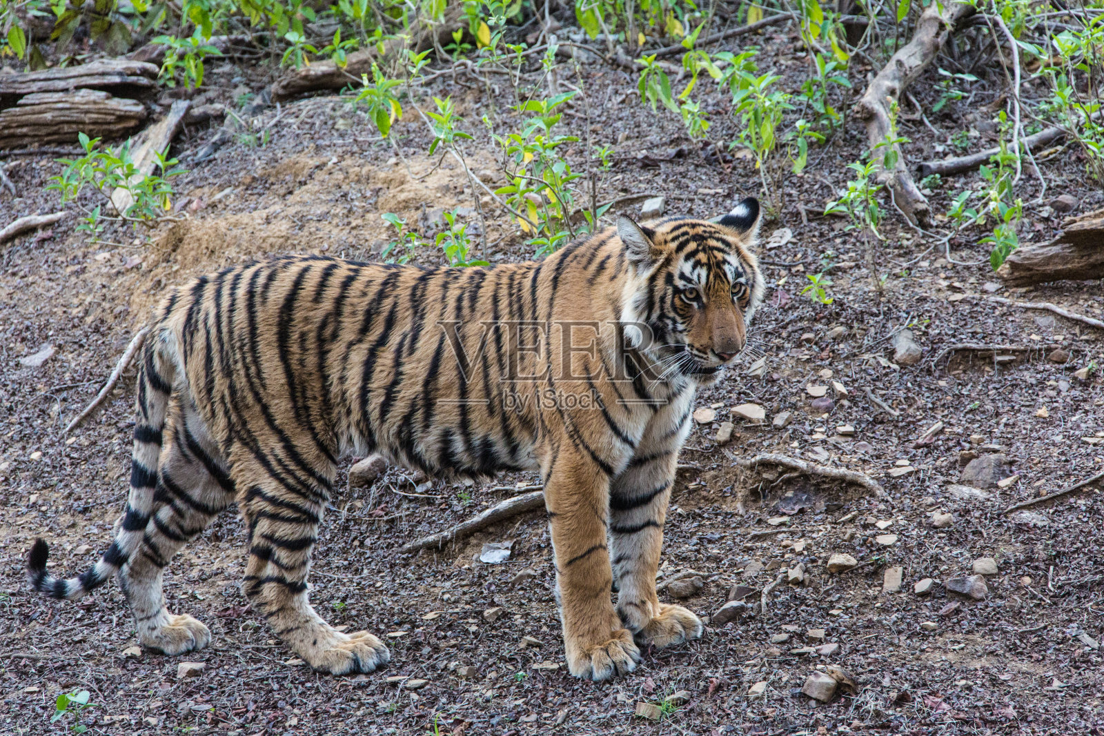 孟加拉虎在丛林中行走，被野生动物射杀照片摄影图片