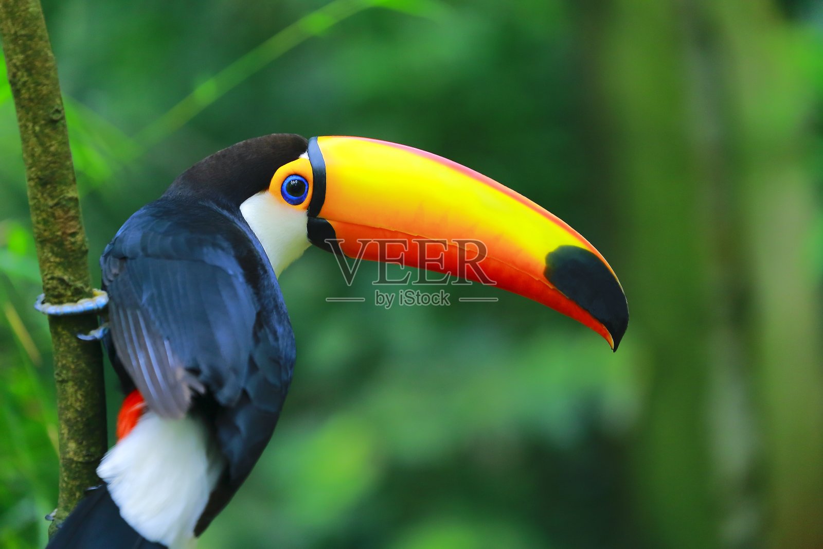 彩色可爱的巨嘴鸟热带鸟在巴西亚马逊-模糊的背景照片摄影图片