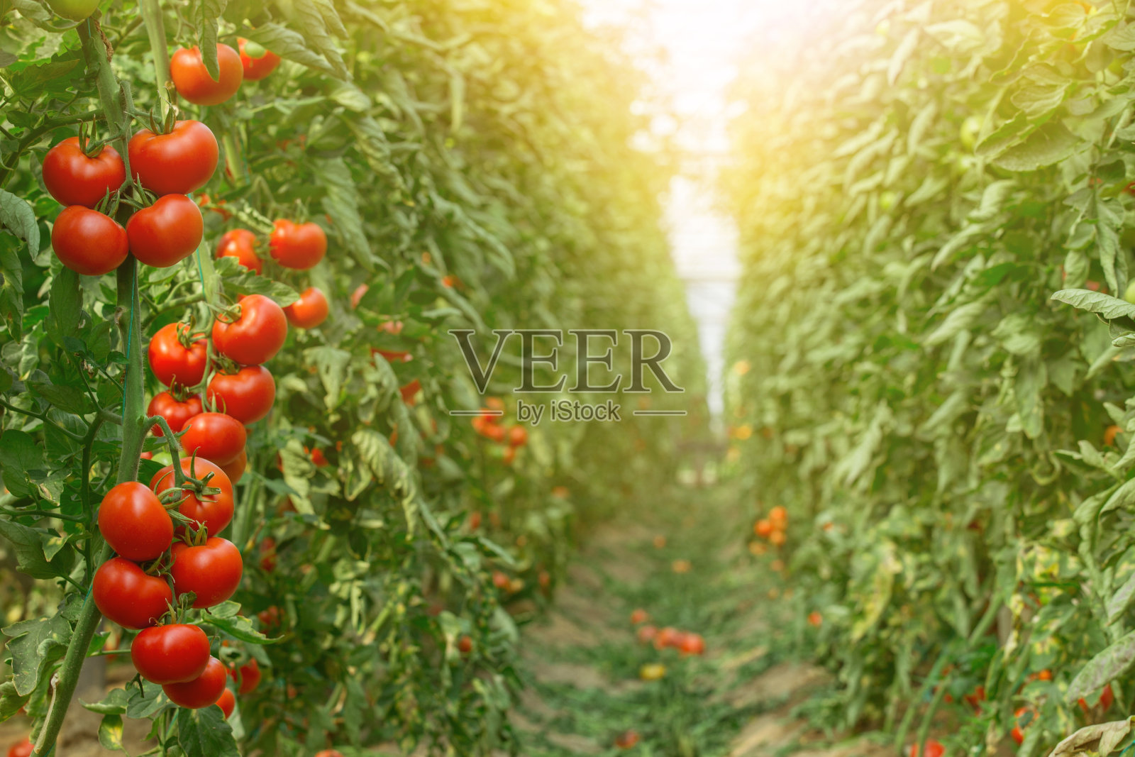 温室番茄种植照片摄影图片