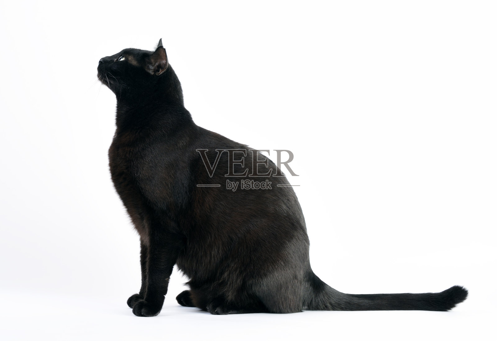 黑猫坐和侧面视图尾翼白色背景照片摄影图片