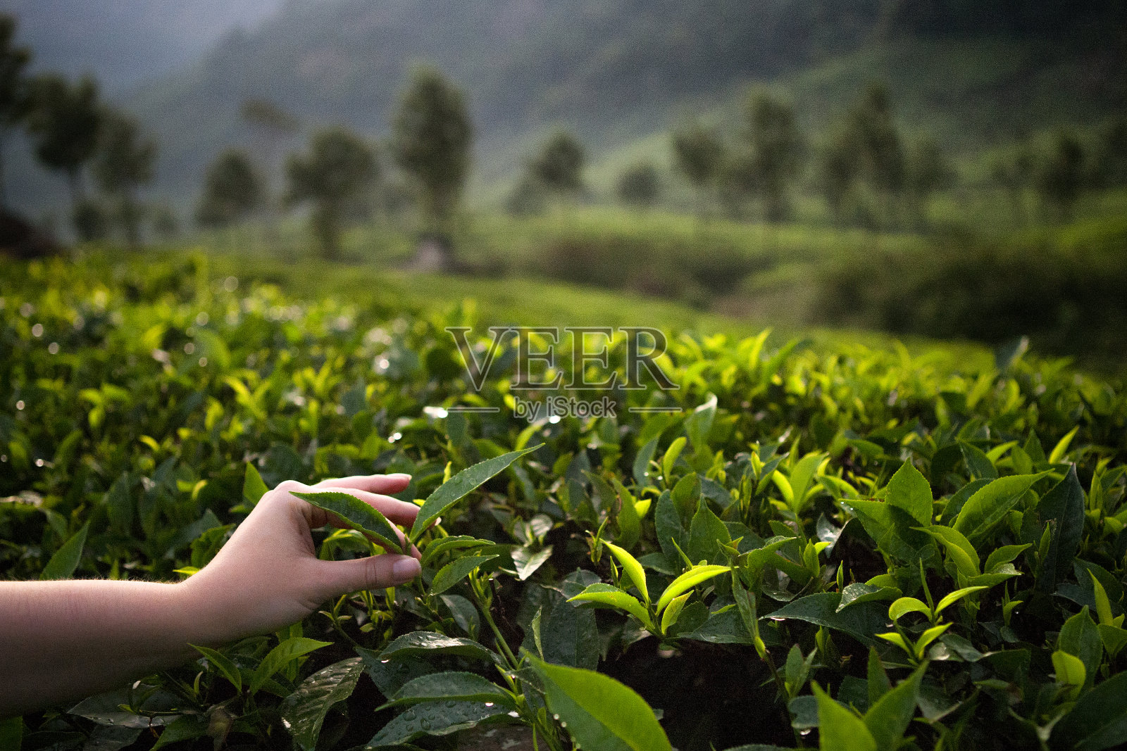 在茶树上手工采摘茶叶照片摄影图片