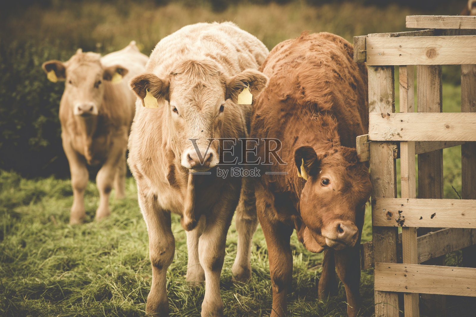 爱尔兰的豪华奶牛照片摄影图片