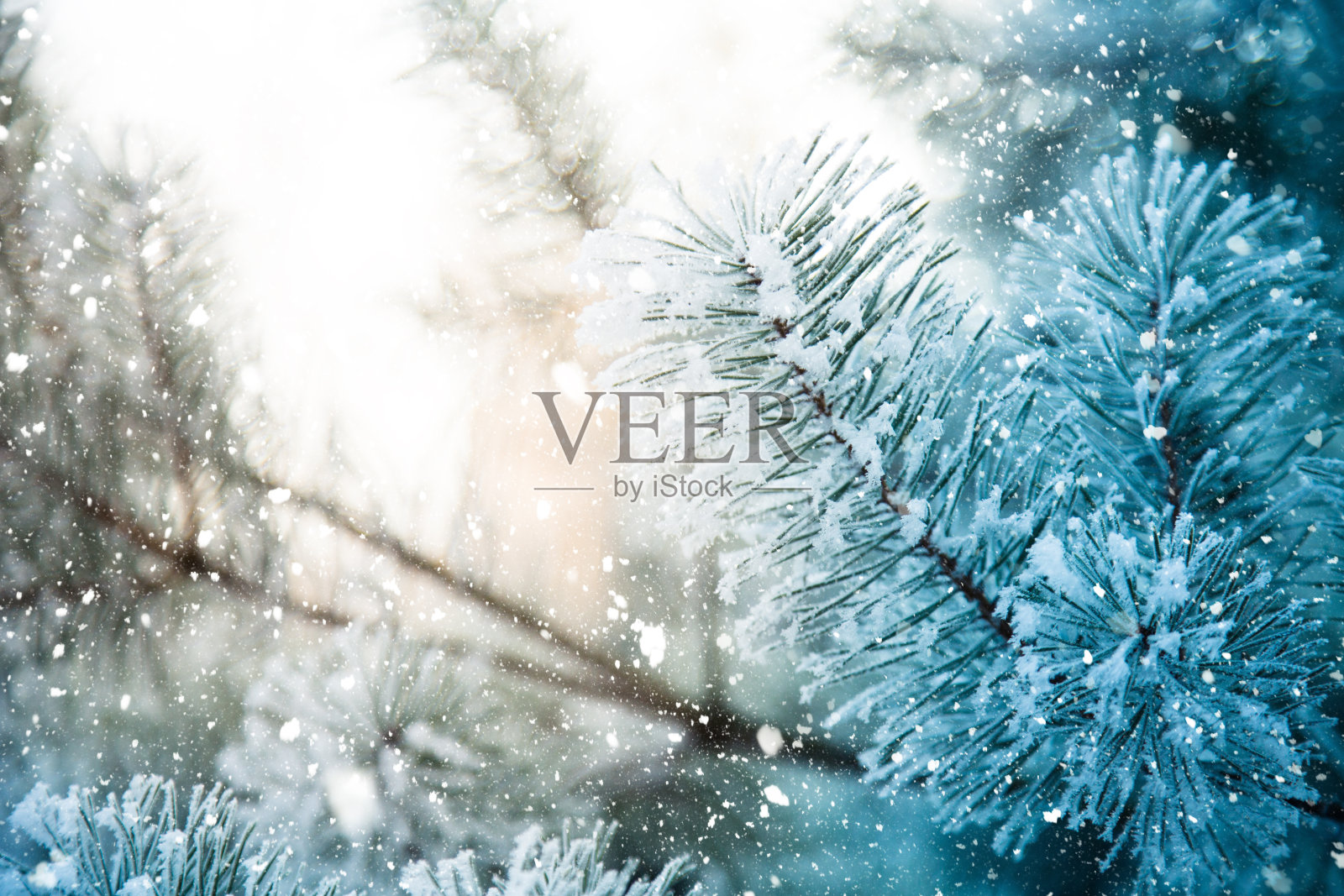 冬天的景象-结霜的松枝。树林里的冬天照片摄影图片