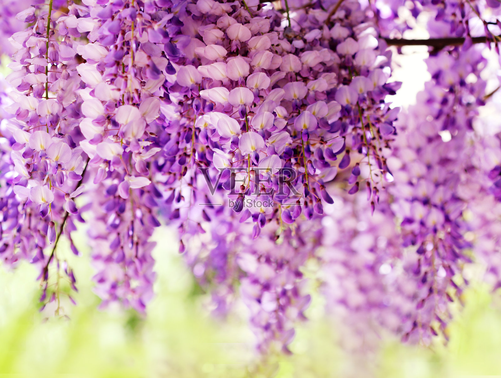 紫藤花朵照片摄影图片